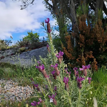 Alcumissu וילה Calangianus